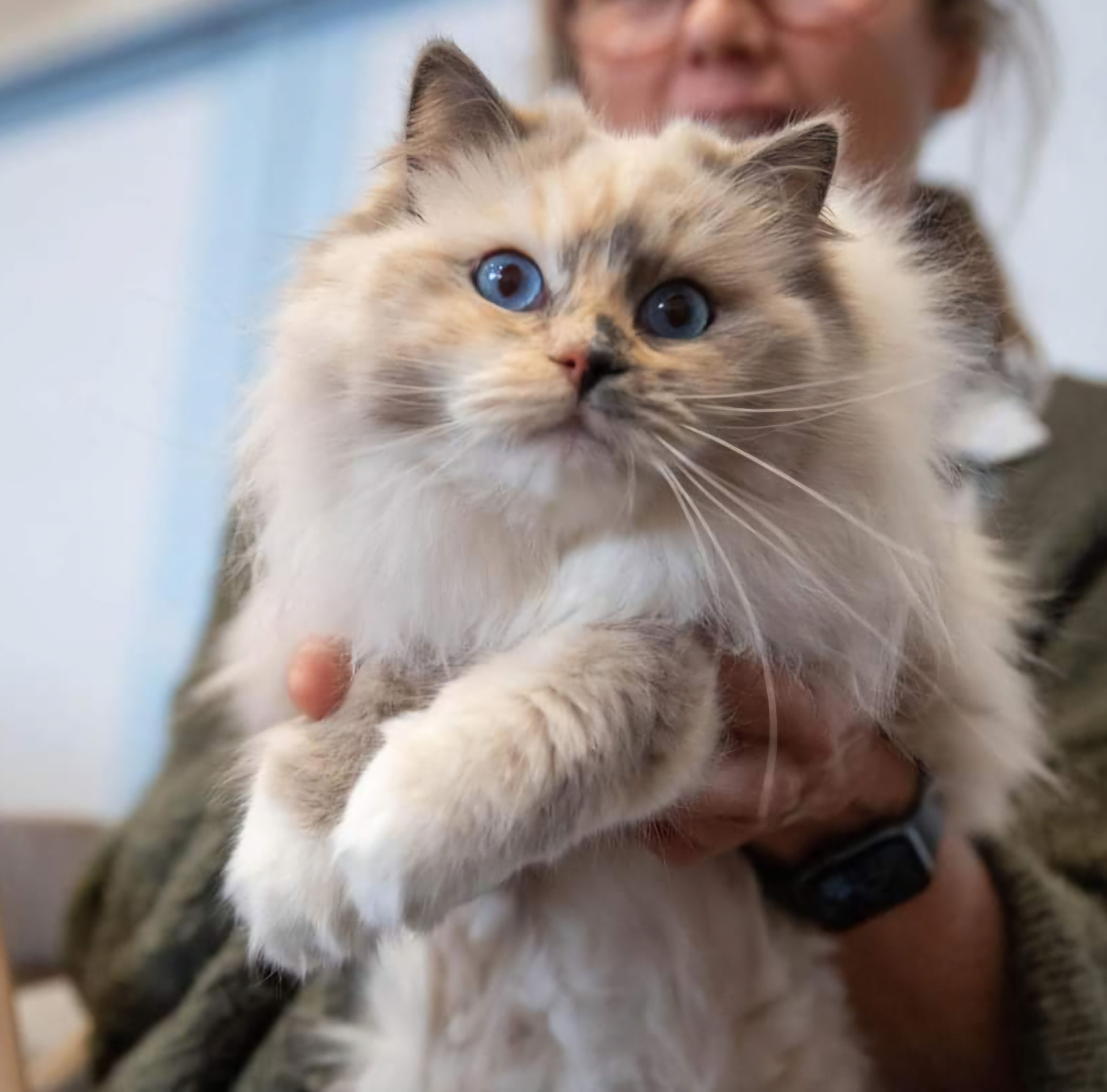 ragdoll femelle